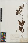 Foto von Salix lapponum L. x Salix silesiaca Willd.